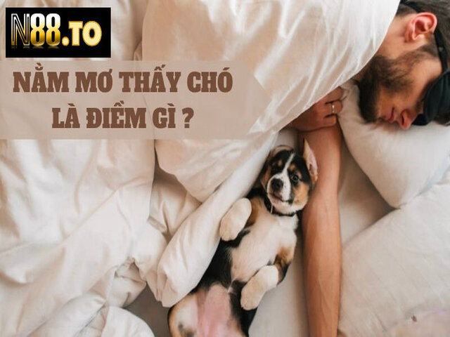 Giải mã những ý nghĩa về giấc chiêm bao thấy chó